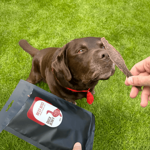 Anka Jerky (För päls + immunitet) - Best Bites